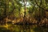 mangrove_jungle.jpg